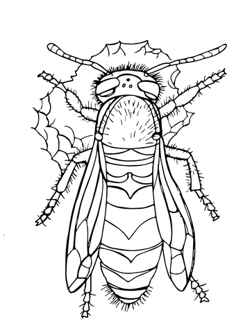 Western Yellow Jacket Coloring Page